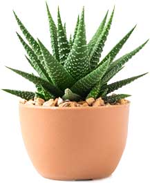 Growth Plant Illustration